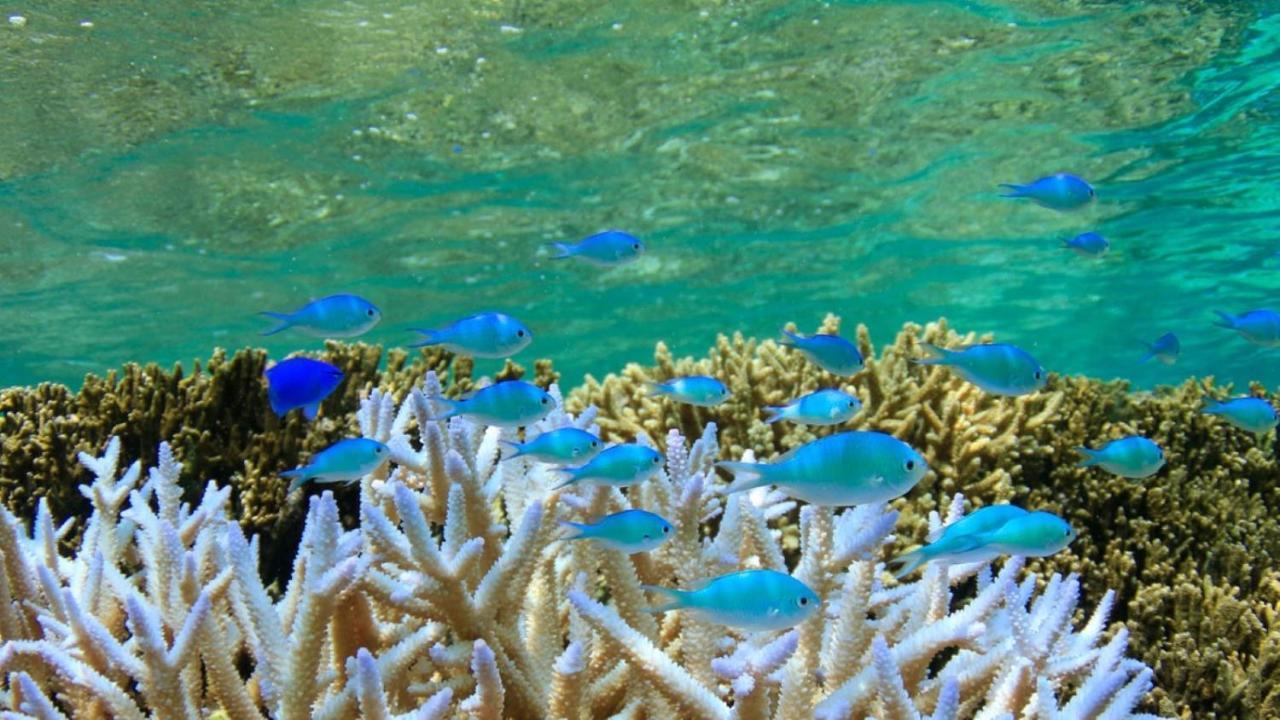 Allamanda Imgya Coral Village Miyakojima  Exterior foto